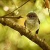 Lejscik dlouhonohy jizni - Petroica australis - South Island Robin - toutouwai 9627u